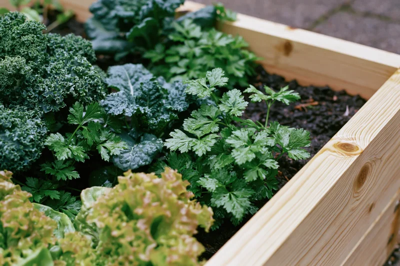 Wooden raised garden bed filled with kale, parsley and lettuce growing in soil