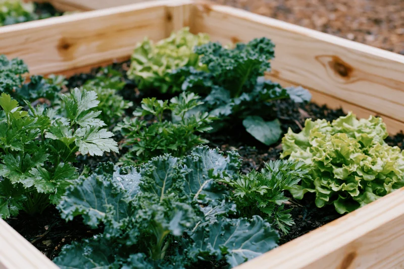 Wooden raised garden bed filled with growing kale, parsley and lettuce in soil