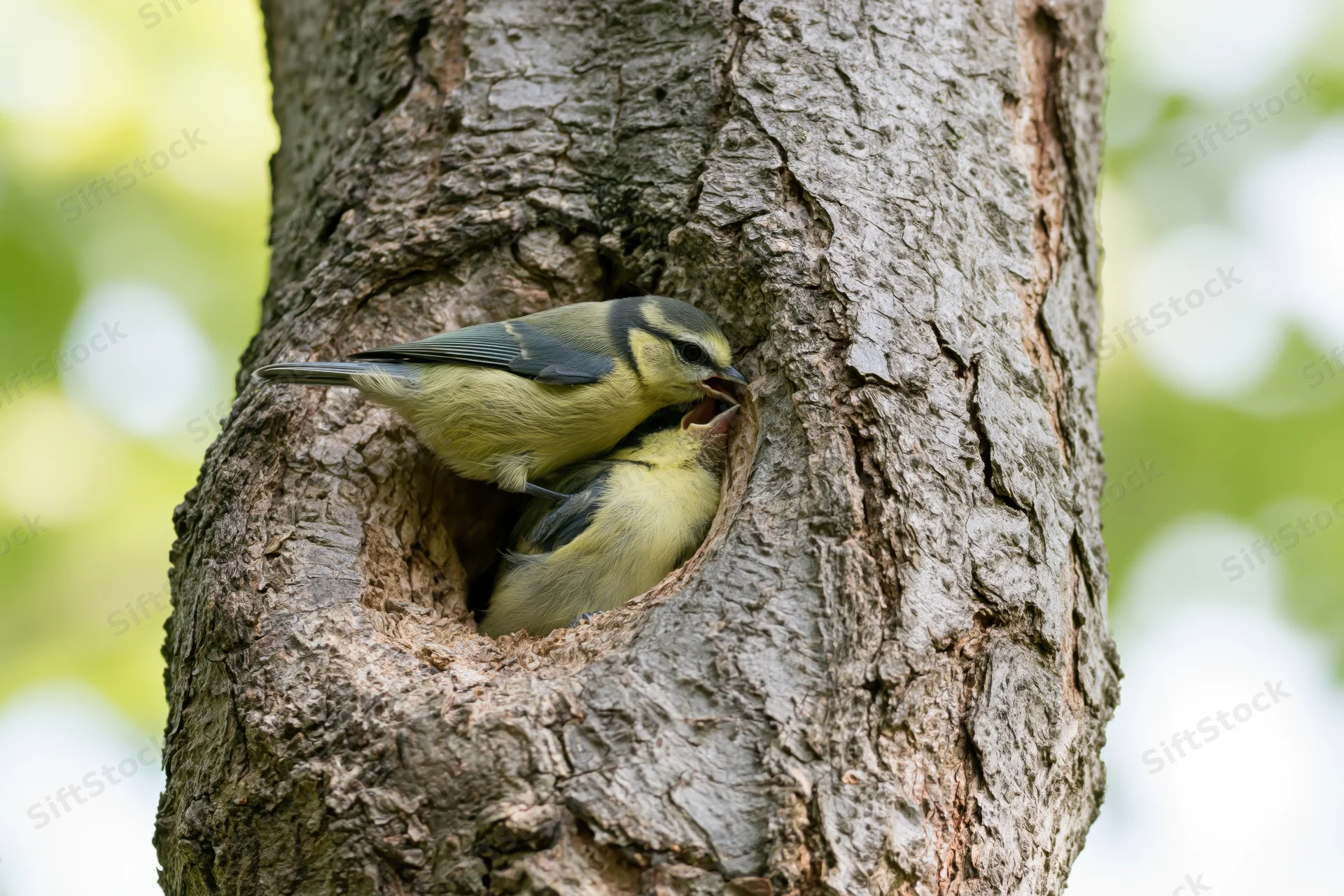 Adult blue tit feeding chick at tree hollow entrance
