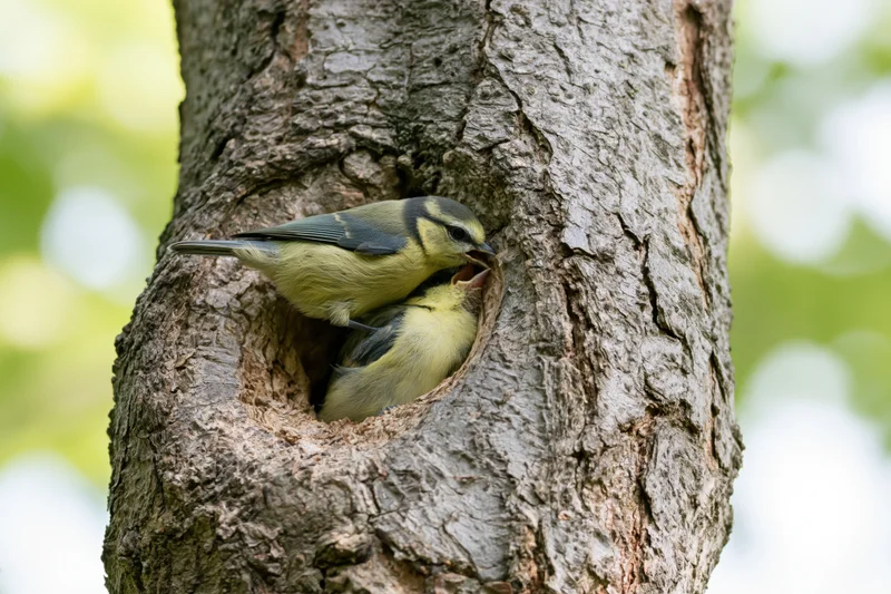 Adult blue tit feeding chick at tree hollow entrance