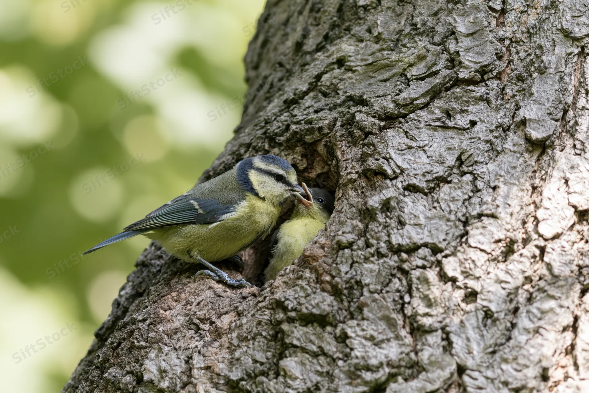 Adult blue tit feeding a chick at tree hollow entrance