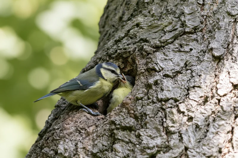Adult blue tit feeding a chick at tree hollow entrance