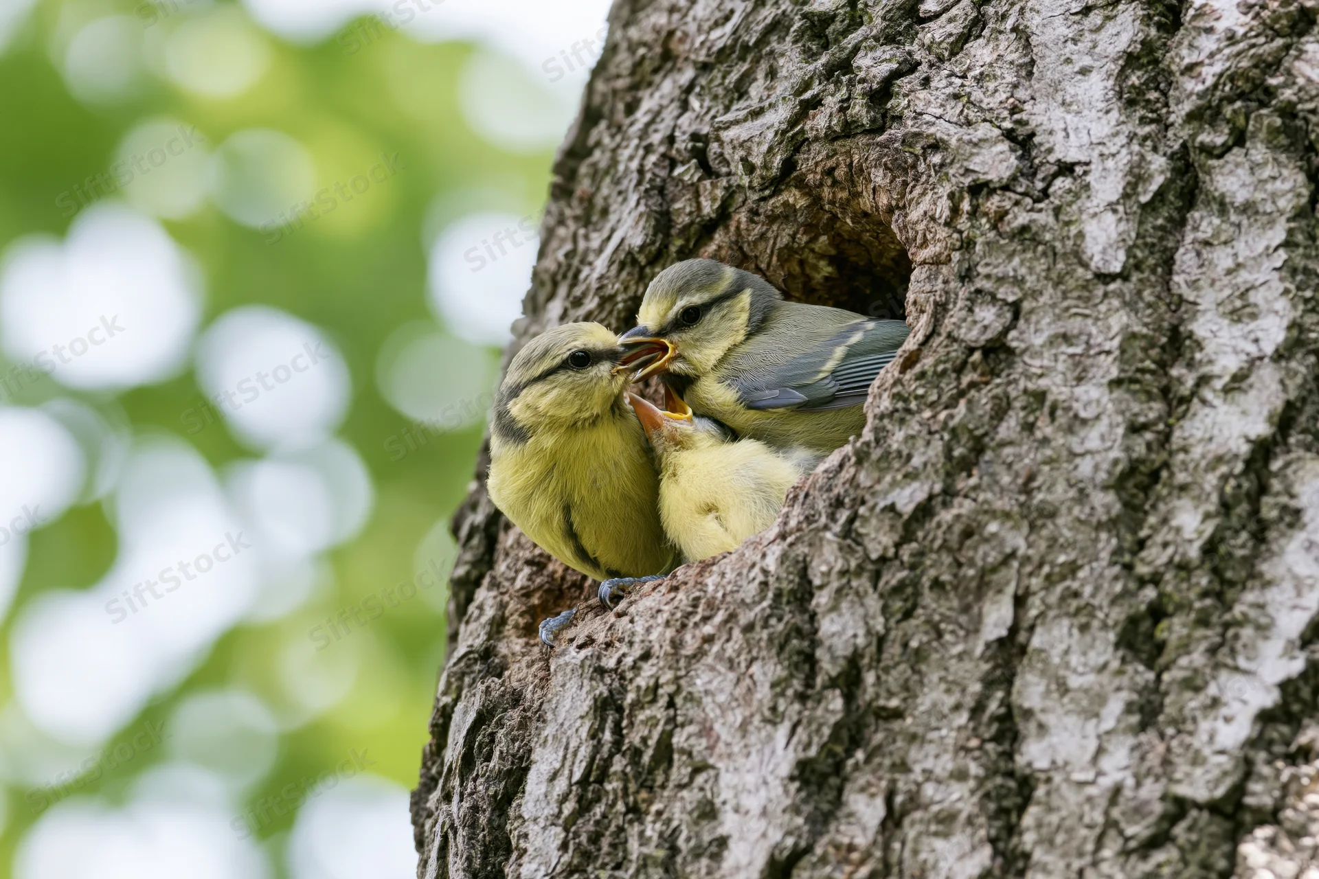 Adult blue tit feeding chicks in tree hollow