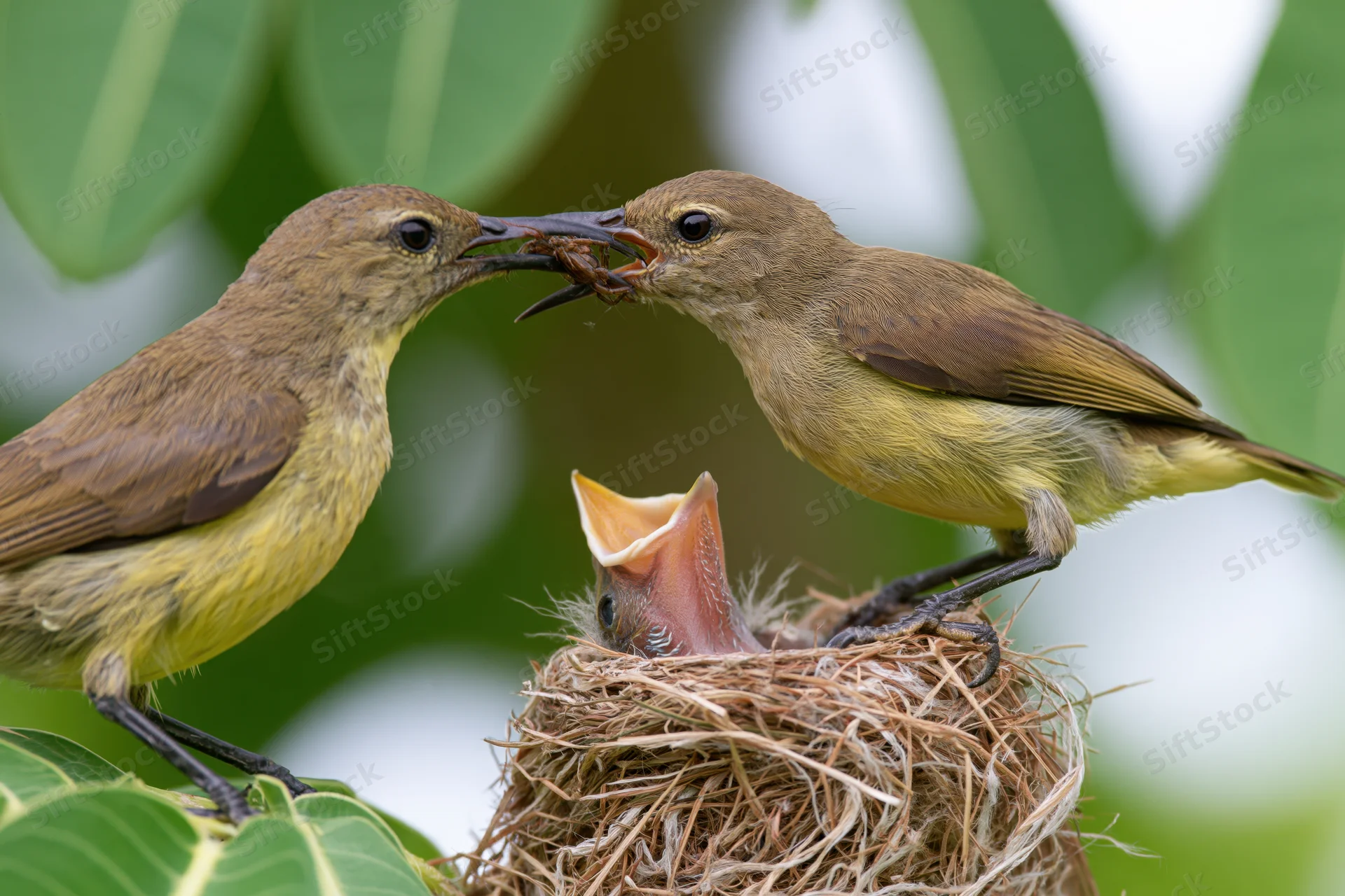 Adult sunbirds feeding a wide-mouthed chick in a small woven nest among green leaves