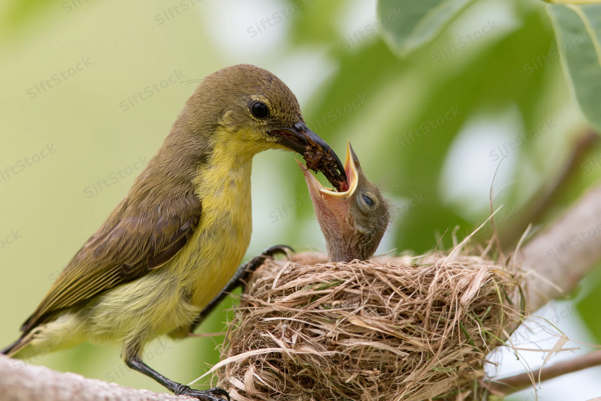 Adult sunbird feeding a wide-mouthed chick in a small woven nest on a tree branch