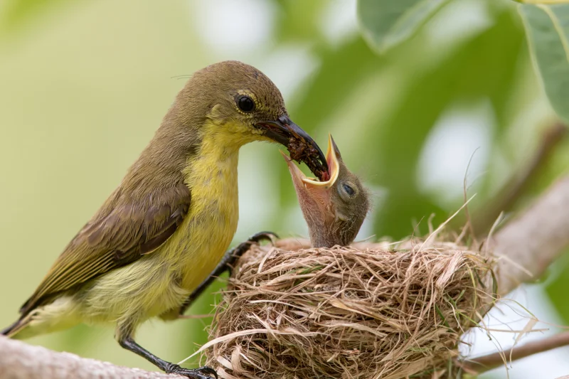 Adult sunbird feeding a wide-mouthed chick in a small woven nest on a tree branch