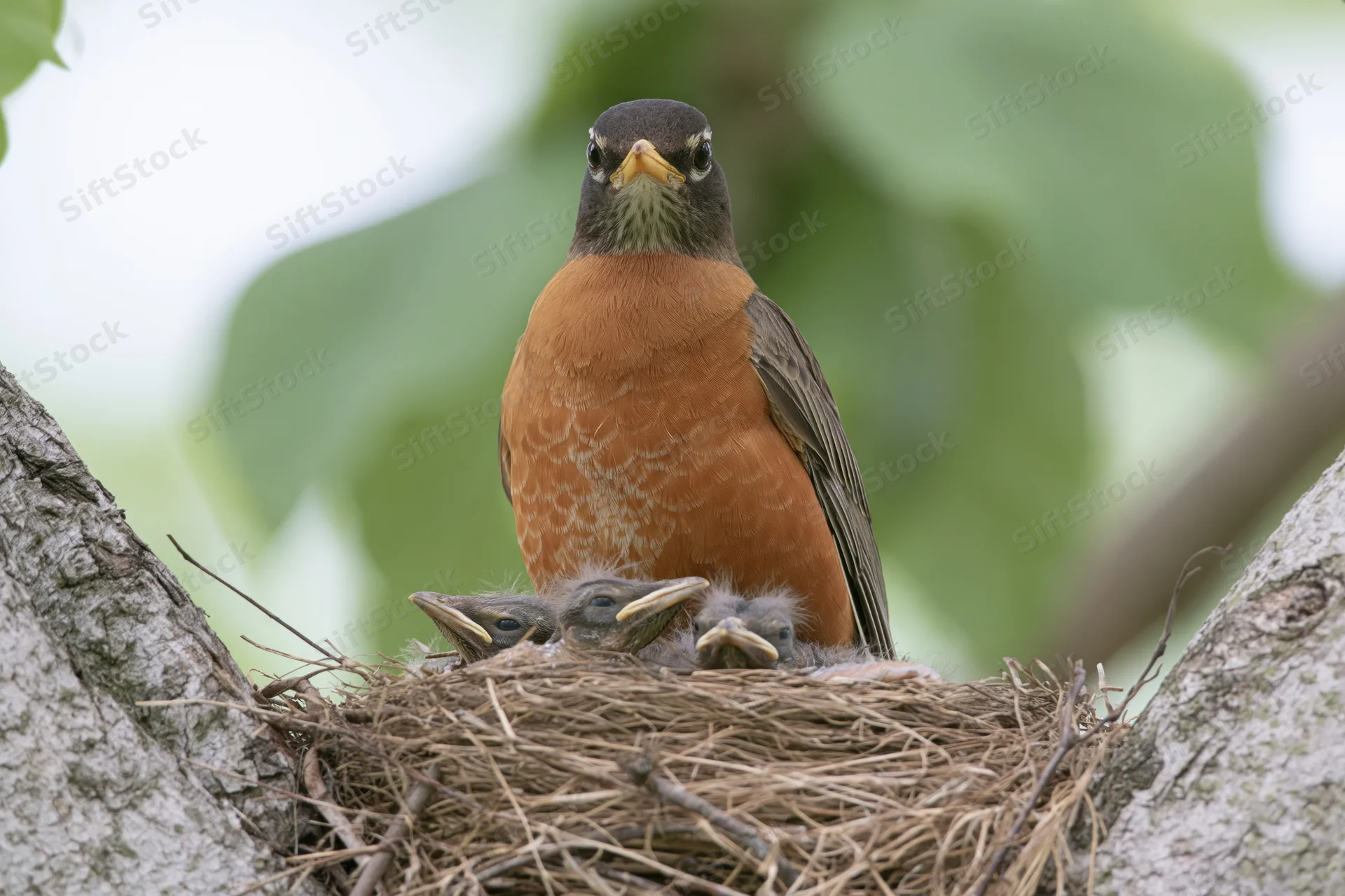 American robin perched in a woven grass nest with three chicks nestled beneath it in a tree