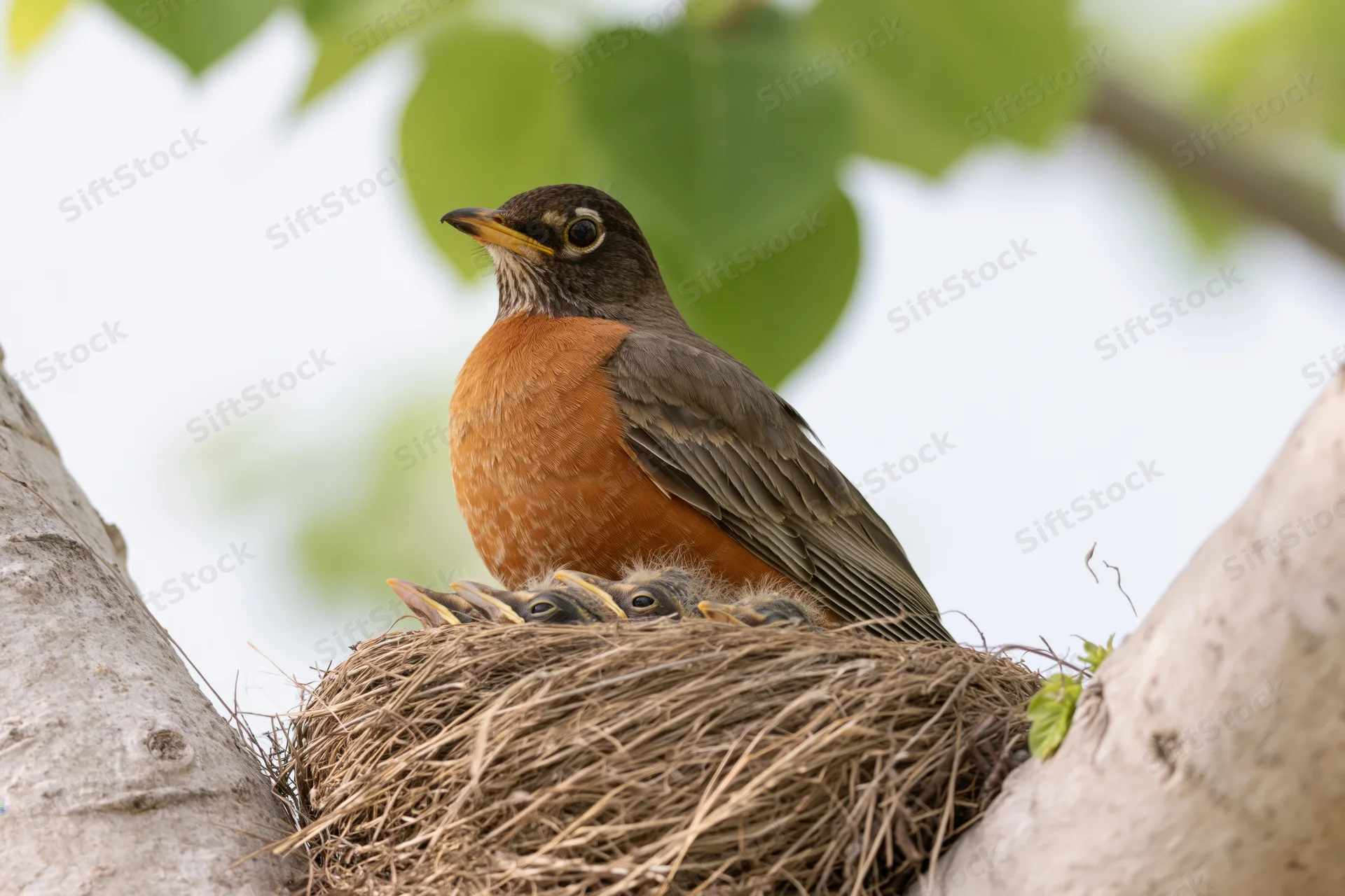 American robin perched in a woven grass nest with chicks nestled beneath it in a tree