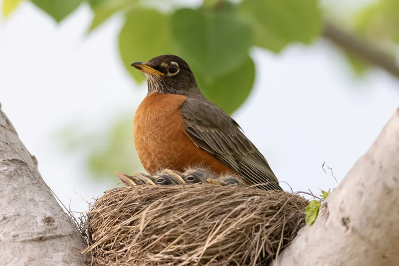 American robin perched in a woven grass nest with chicks nestled beneath it in a tree