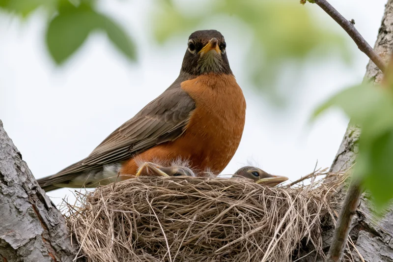 American robin perched in a woven grass nest with chicks nestled inside, surrounded by tree branches and green leaves