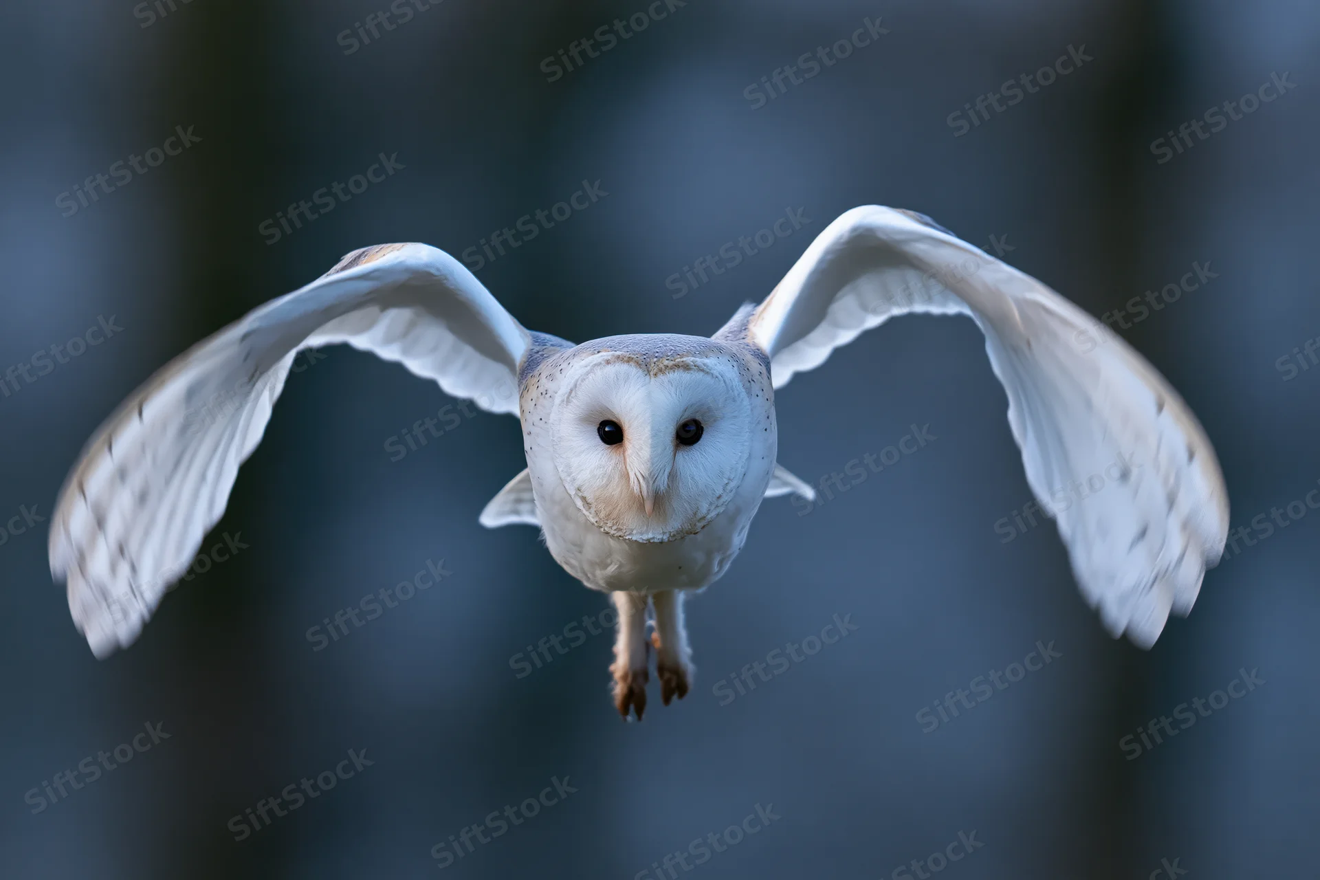Barn owl in mid-flight with wings spread facing camera