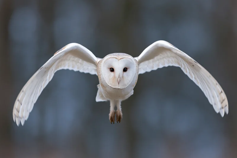 Barn owl in mid-flight with wings fully spread facing camera