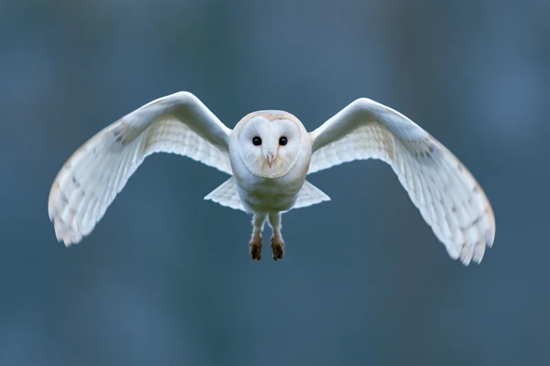 Barn owl in mid-flight with wings spread facing camera