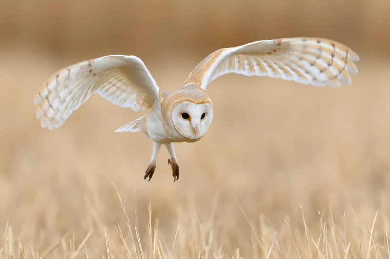 Barn owl diving with wings spread and talons extended over a golden field