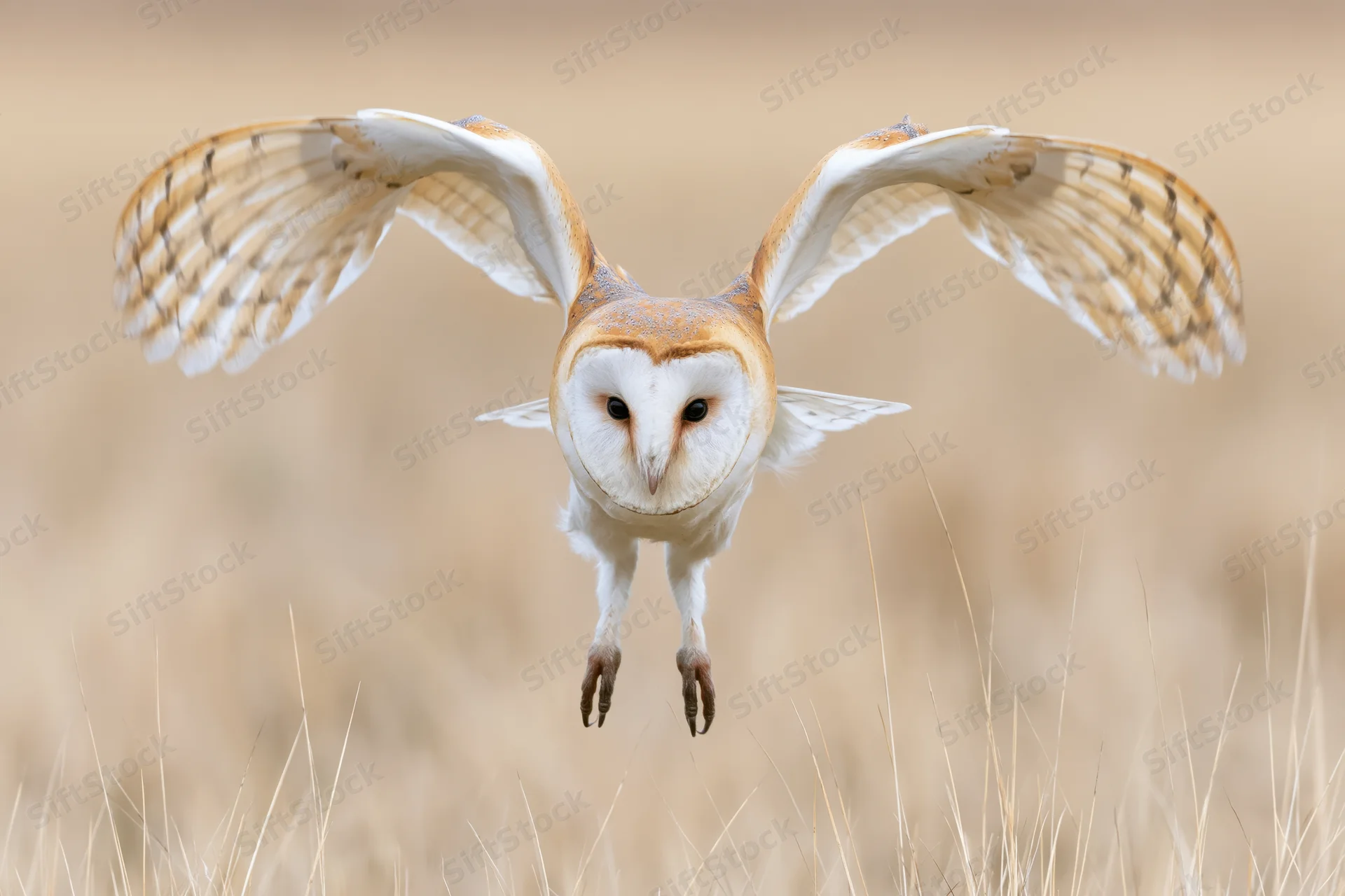 Barn owl diving with wings spread and talons extended over dry grassland