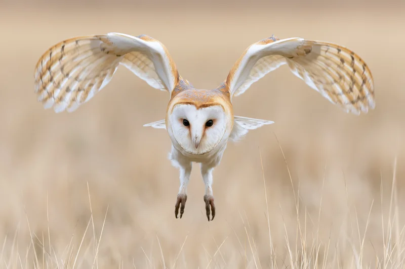 Barn owl diving with wings spread and talons extended over dry grassland