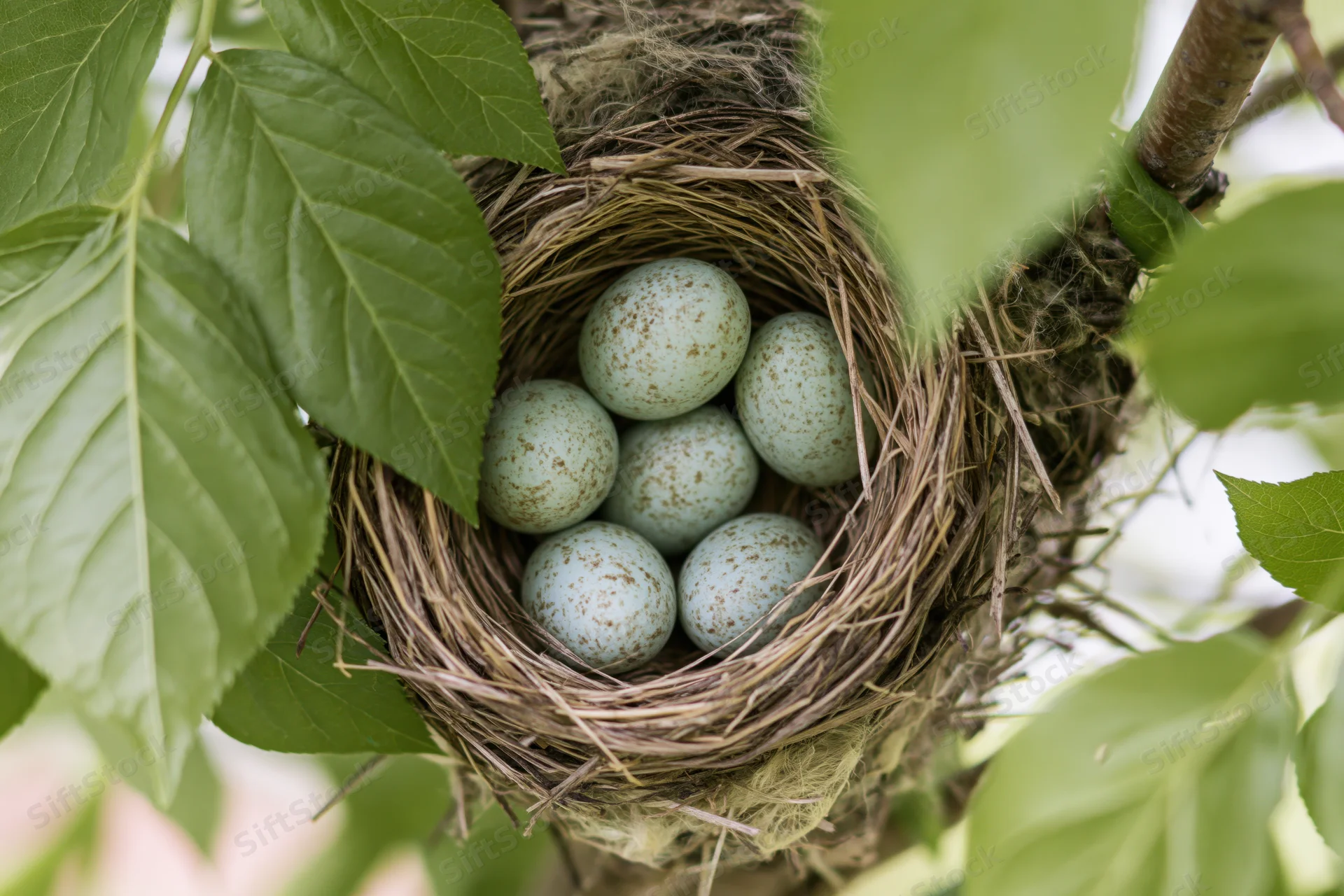 Bird nest with five pale blue speckled eggs in a tree surrounded by green leaves