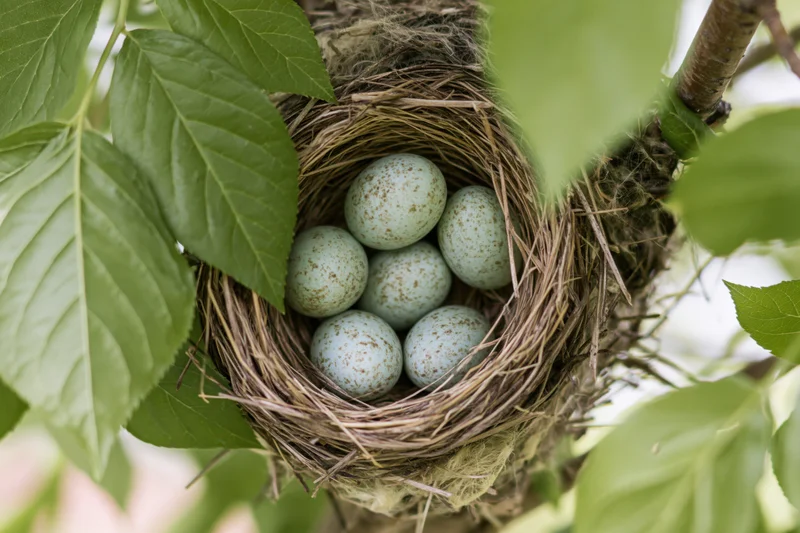 Bird nest with five pale blue speckled eggs in a tree surrounded by green leaves