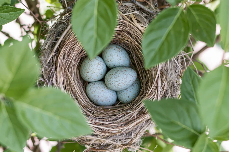 Bird nest with five pale blue speckled eggs nestled among green leaves in a tree