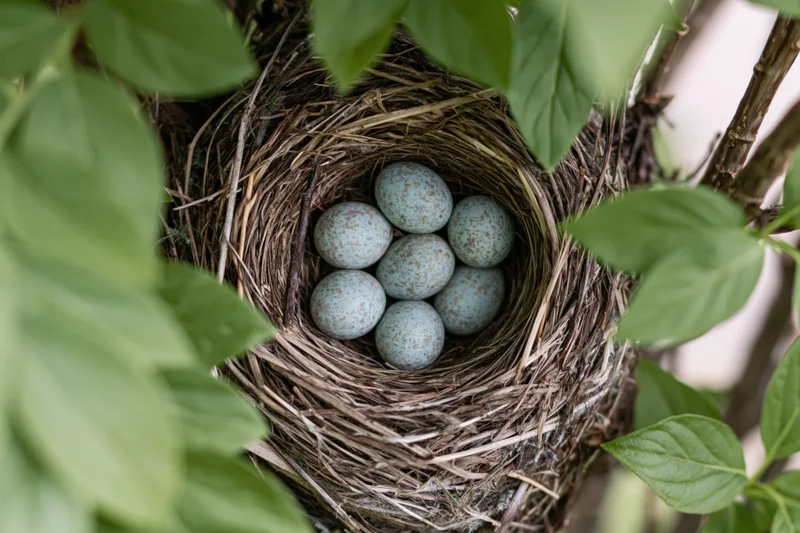 Bird nest with pale blue speckled eggs nestled among green leaves in a tree