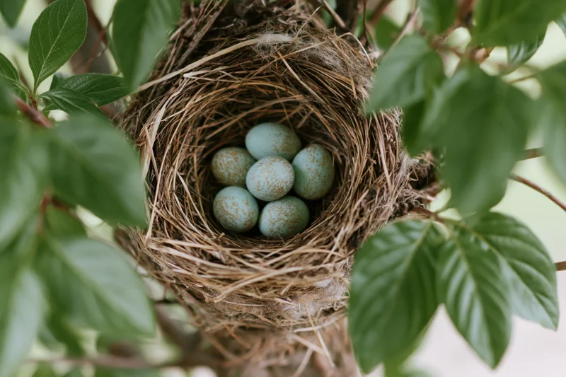 Bird nest with five pale blue speckled eggs nestled among green leaves in a tree