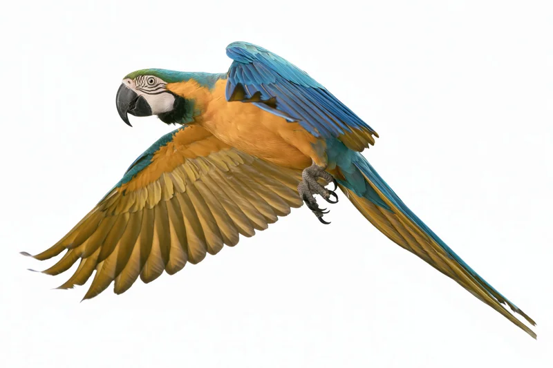 Blue-and-gold macaw in mid-flight with wings fully extended against white background