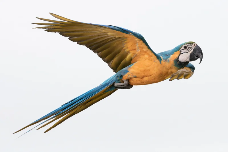 Blue-and-gold macaw in mid-flight with wings extended against white background