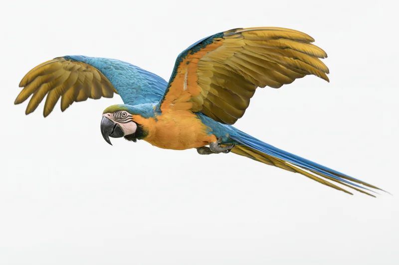 Blue-and-gold macaw in mid-flight with wings fully extended against white background