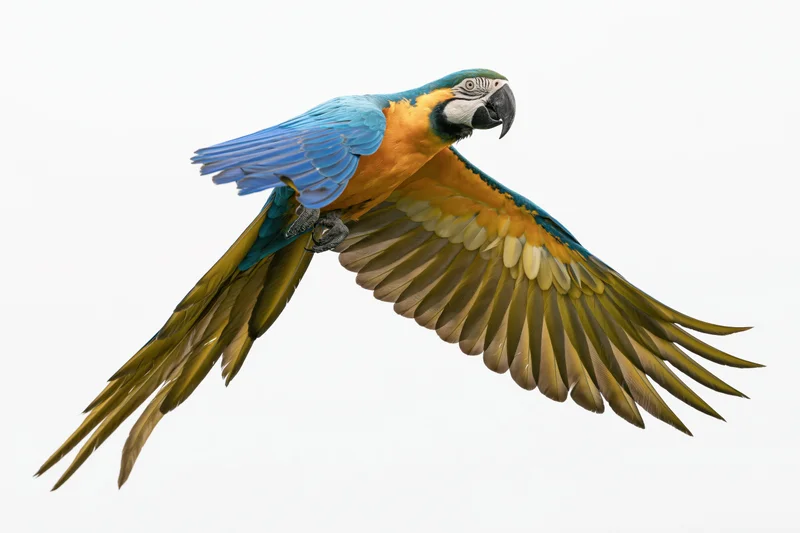 Blue-and-gold macaw in mid-flight with wings fully extended against white background