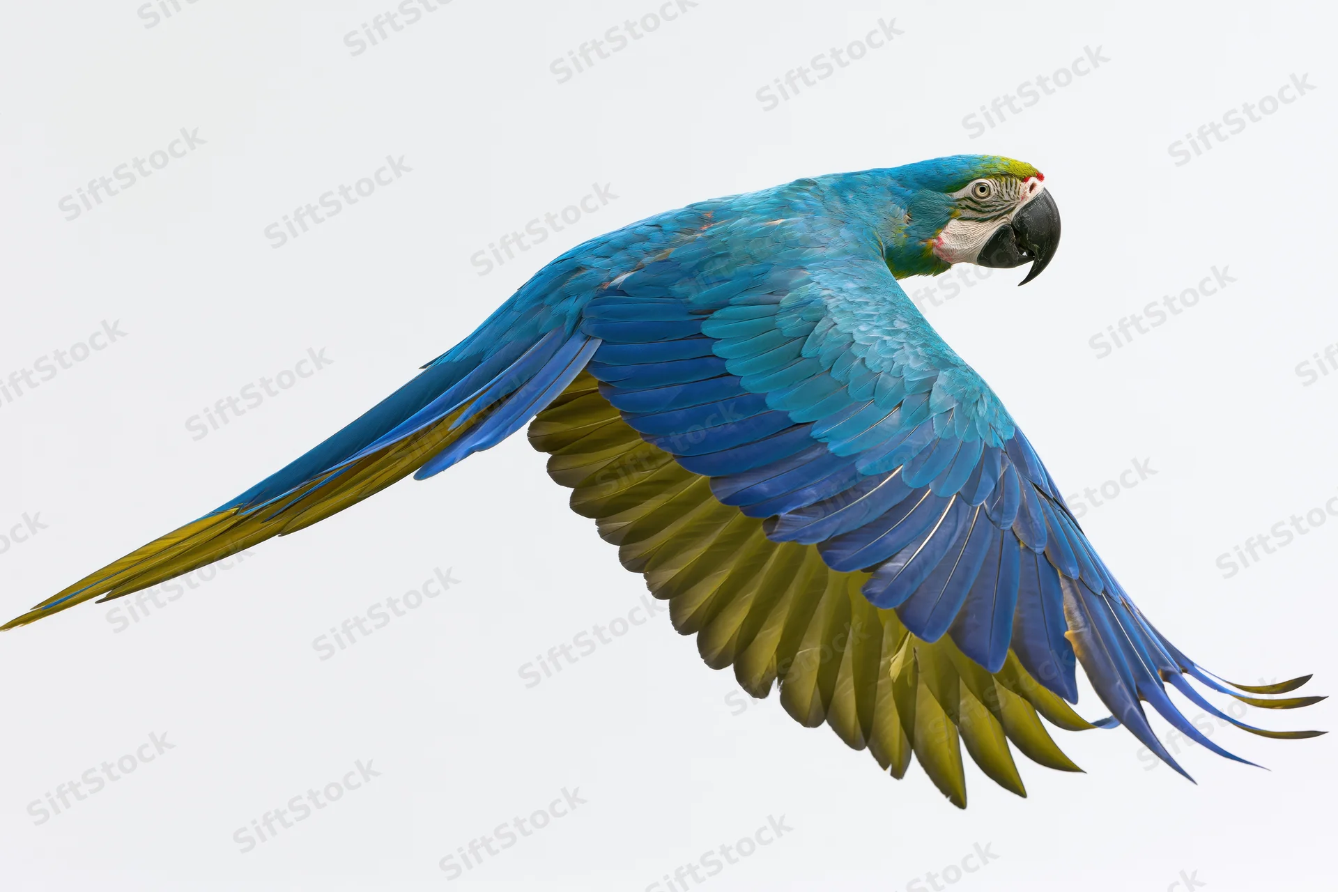 Blue-and-gold macaw in mid-flight with wings fully spread against white background