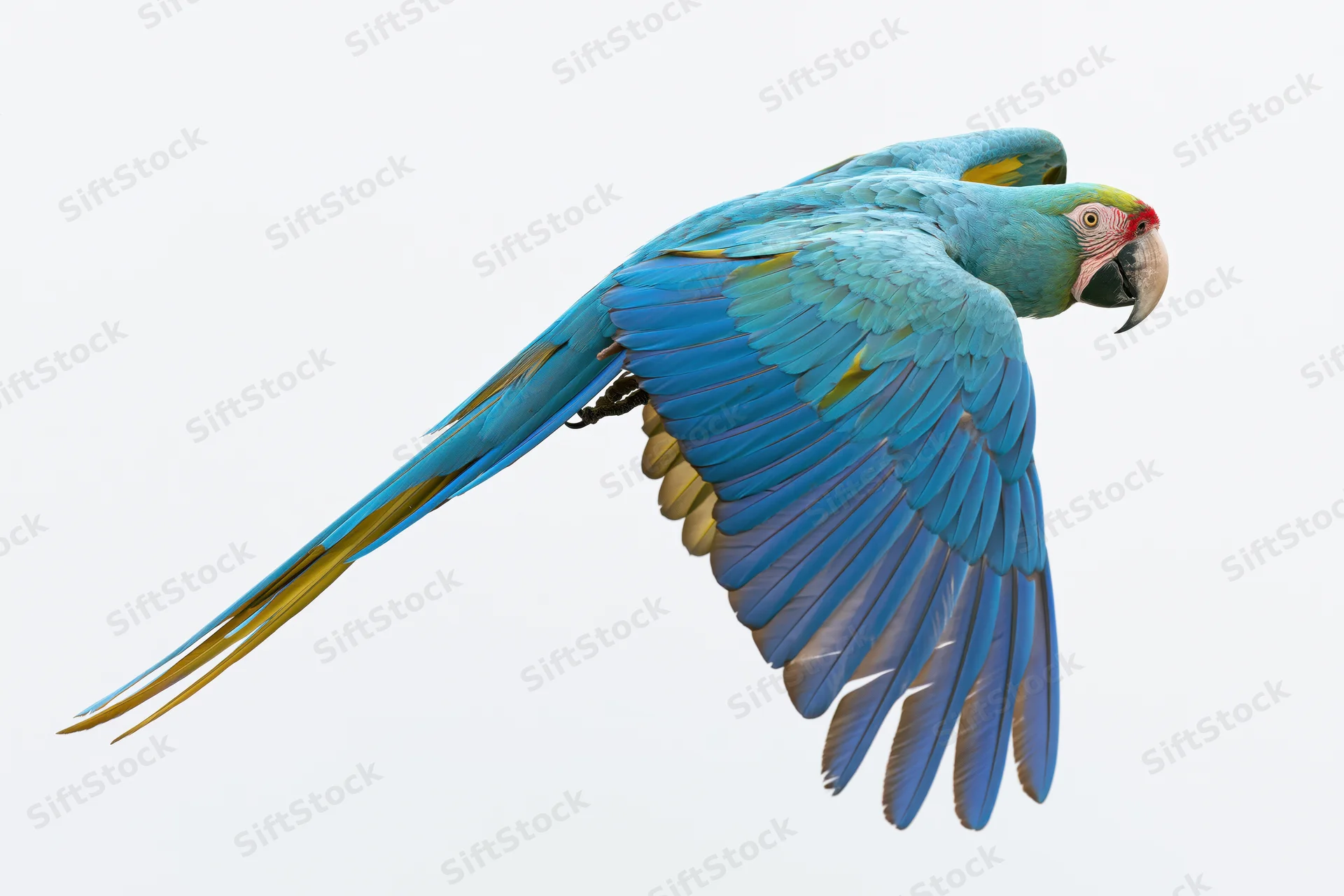 Blue-and-gold macaw in mid-flight with wings fully spread against white background