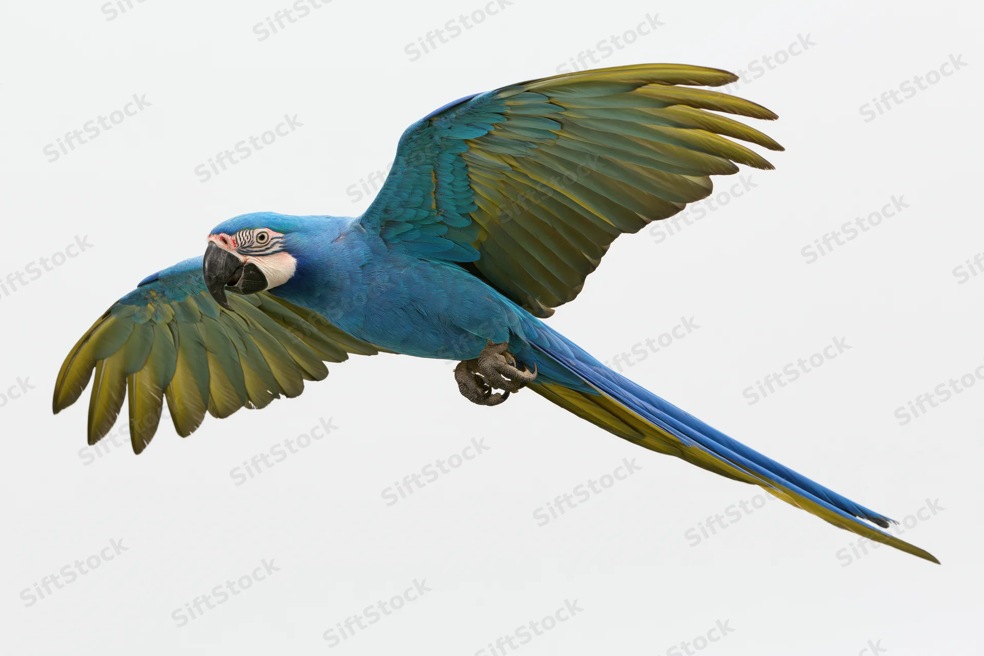Blue-and-gold macaw in mid-flight with wings fully spread against white background