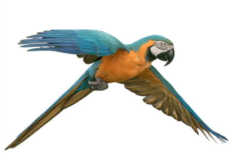 Blue-and-yellow macaw in mid-flight with wings fully extended against white background