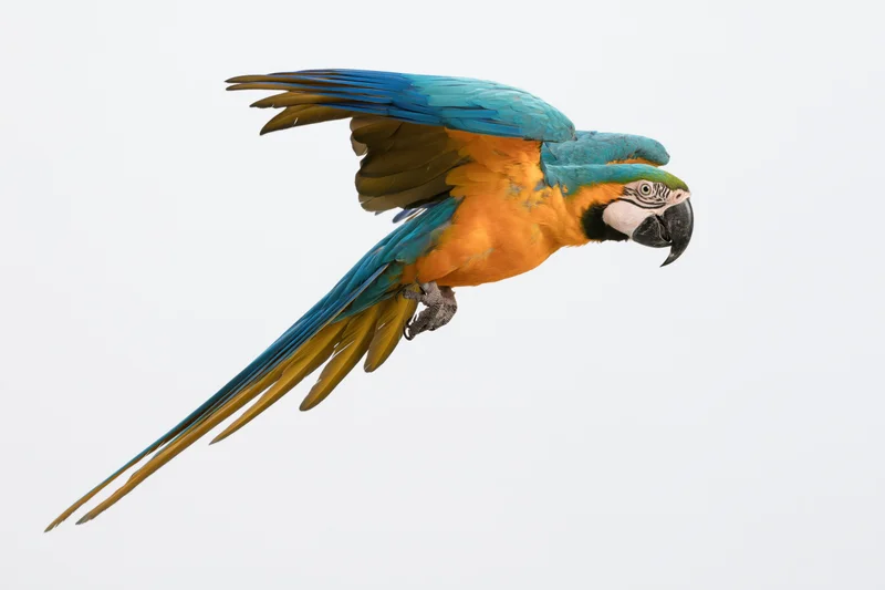 Blue-and-yellow macaw in mid-flight with wings fully extended against white background