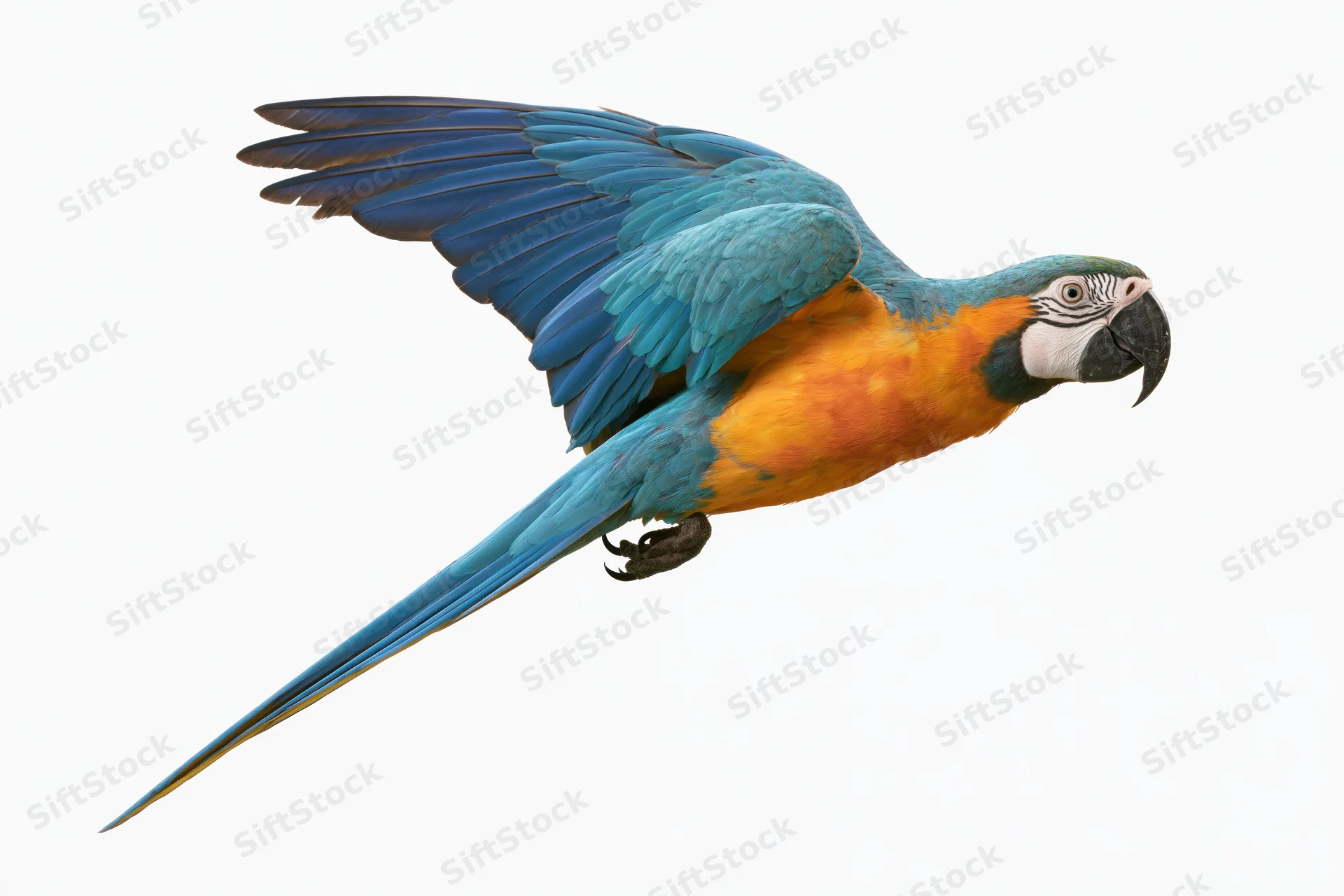 Blue-and-yellow macaw in mid-flight with wings fully extended against white background