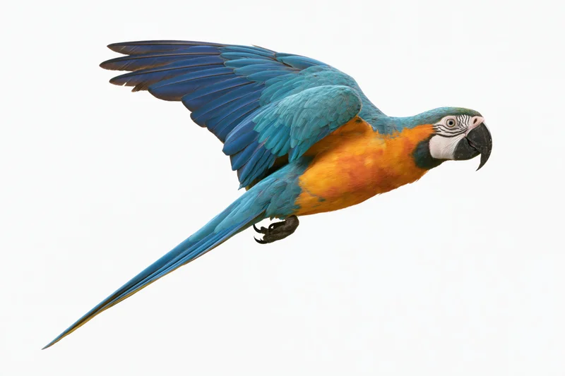Blue-and-yellow macaw in mid-flight with wings fully extended against white background