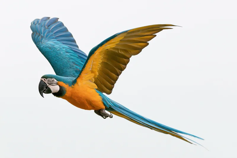 Blue-and-yellow macaw in mid-flight with wings fully extended against white background