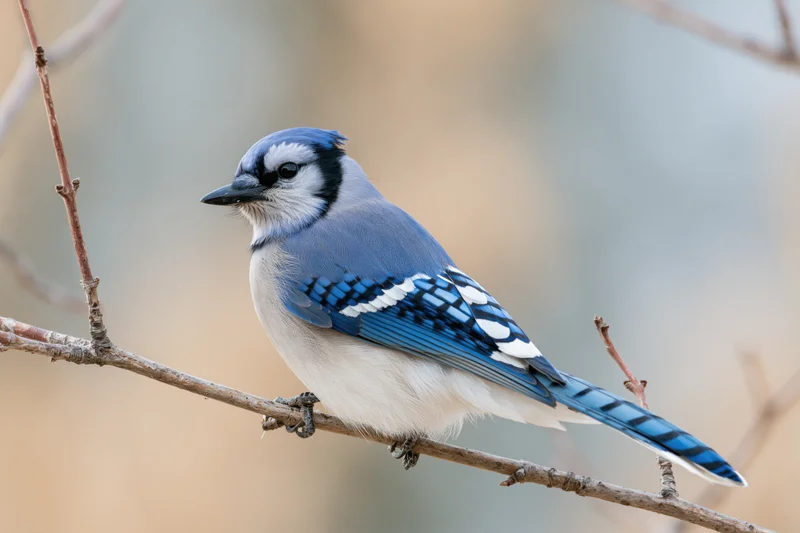 Blue jay perched on a bare winter branch facing slightly left