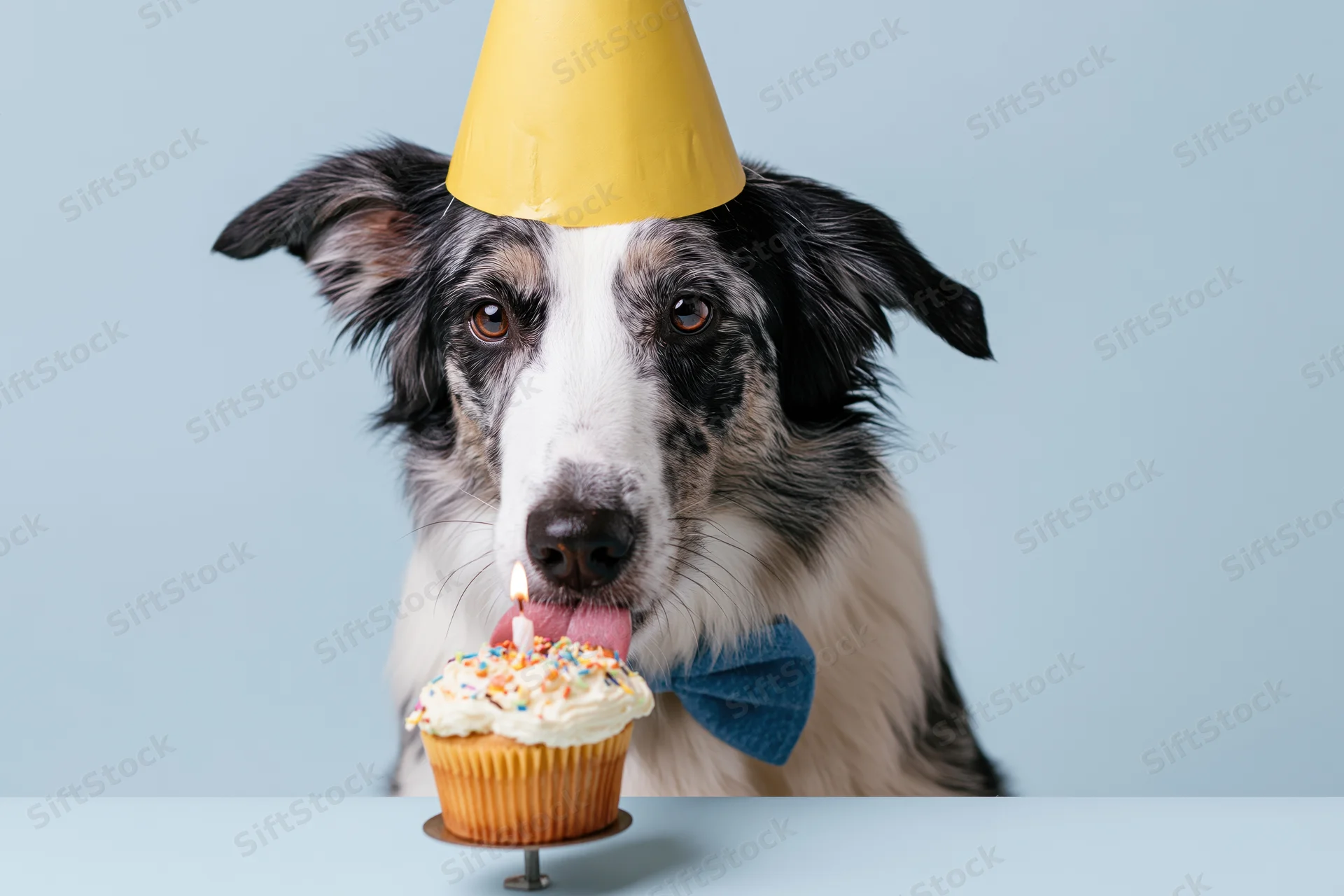 Border collie dog wearing yellow party hat and blue bowtie licking a cupcake with lit candle on light blue background