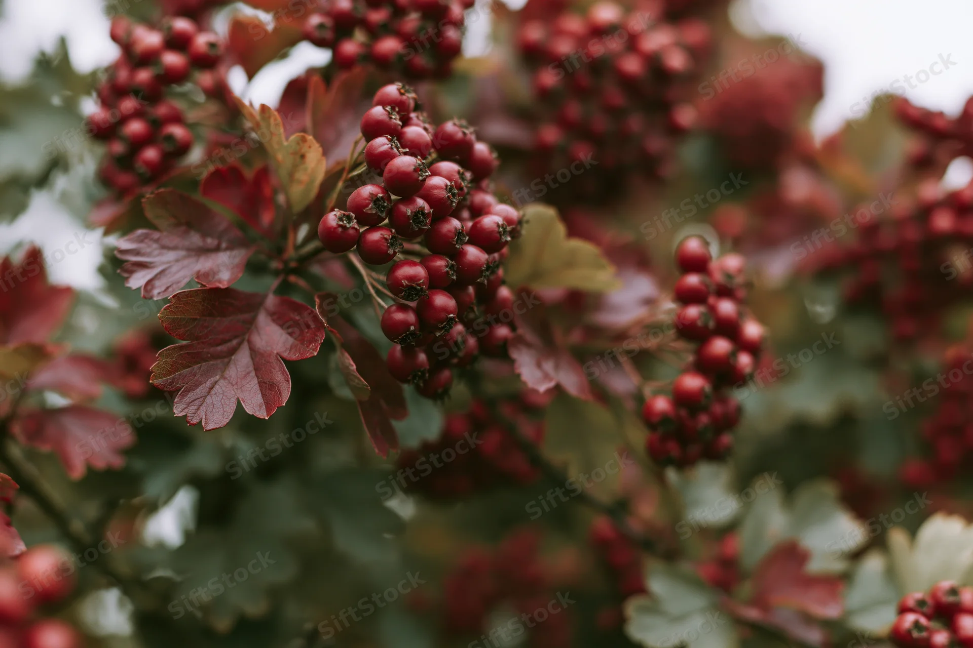 Closeup of hawthorn branch with clusters of red berries and autumn leaves