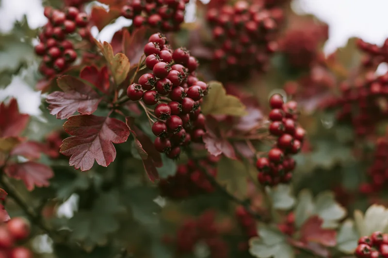 Closeup of hawthorn branch with clusters of red berries and autumn leaves