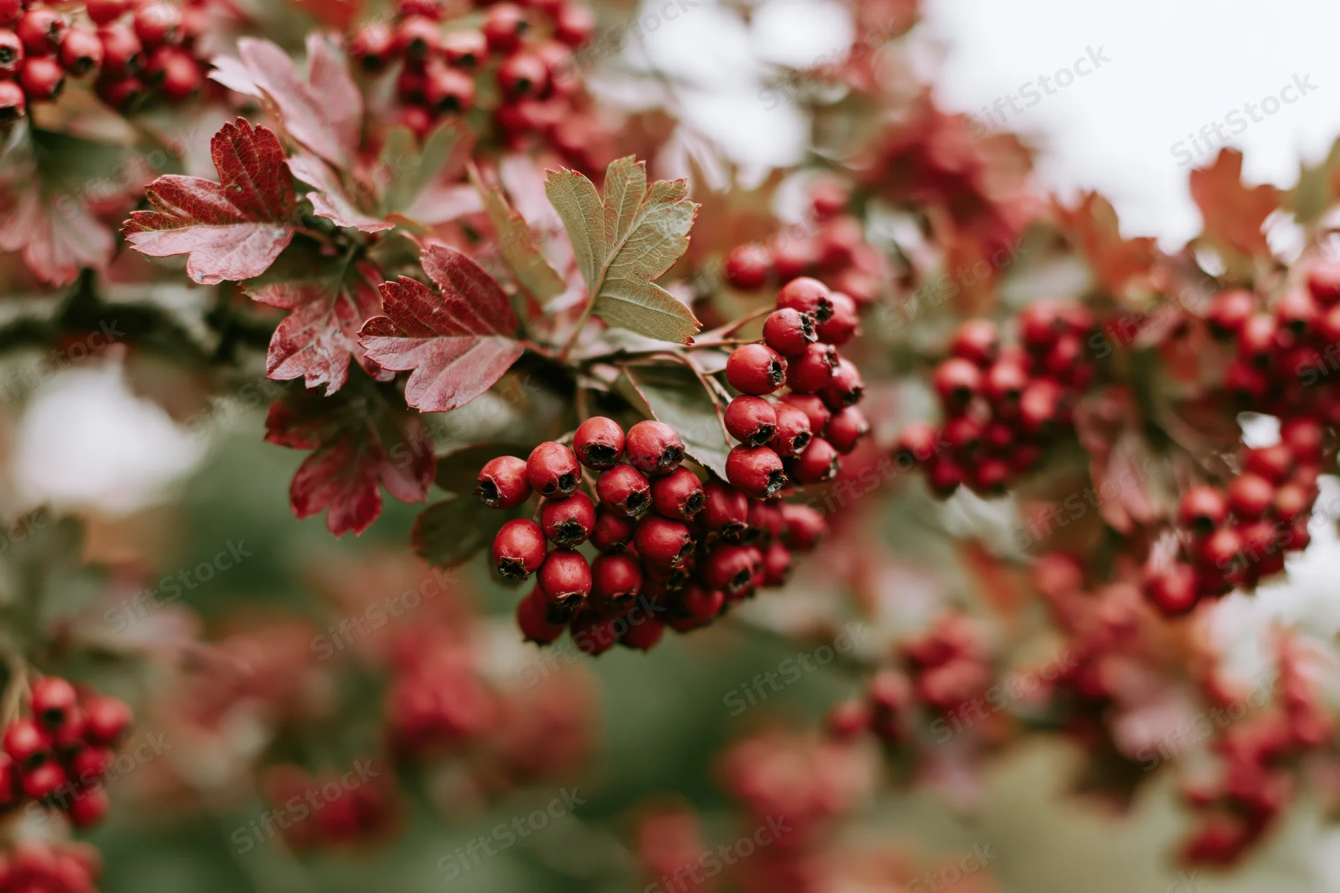 Close-up of hawthorn branch with clusters of red berries and autumn leaves