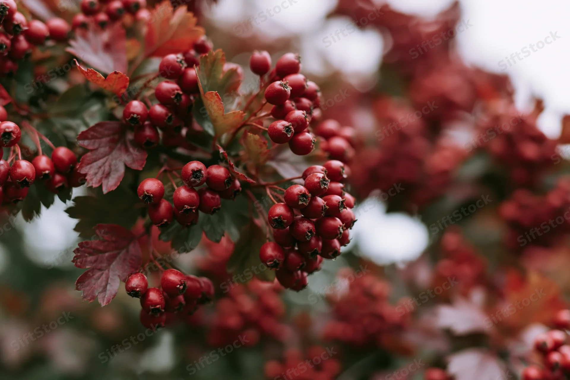 Close-up of hawthorn branch with clusters of red berries and autumn leaves