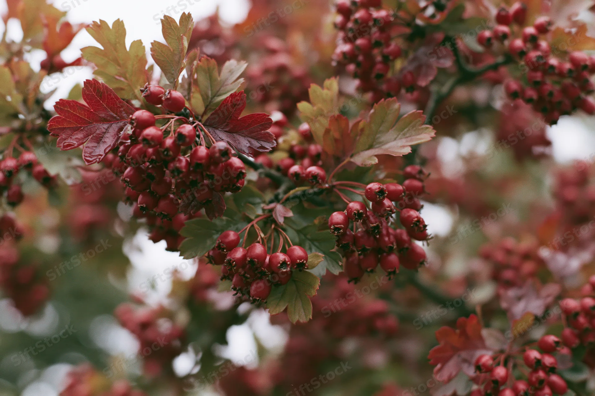Close-up of a hawthorn branch with clusters of red berries and autumn leaves