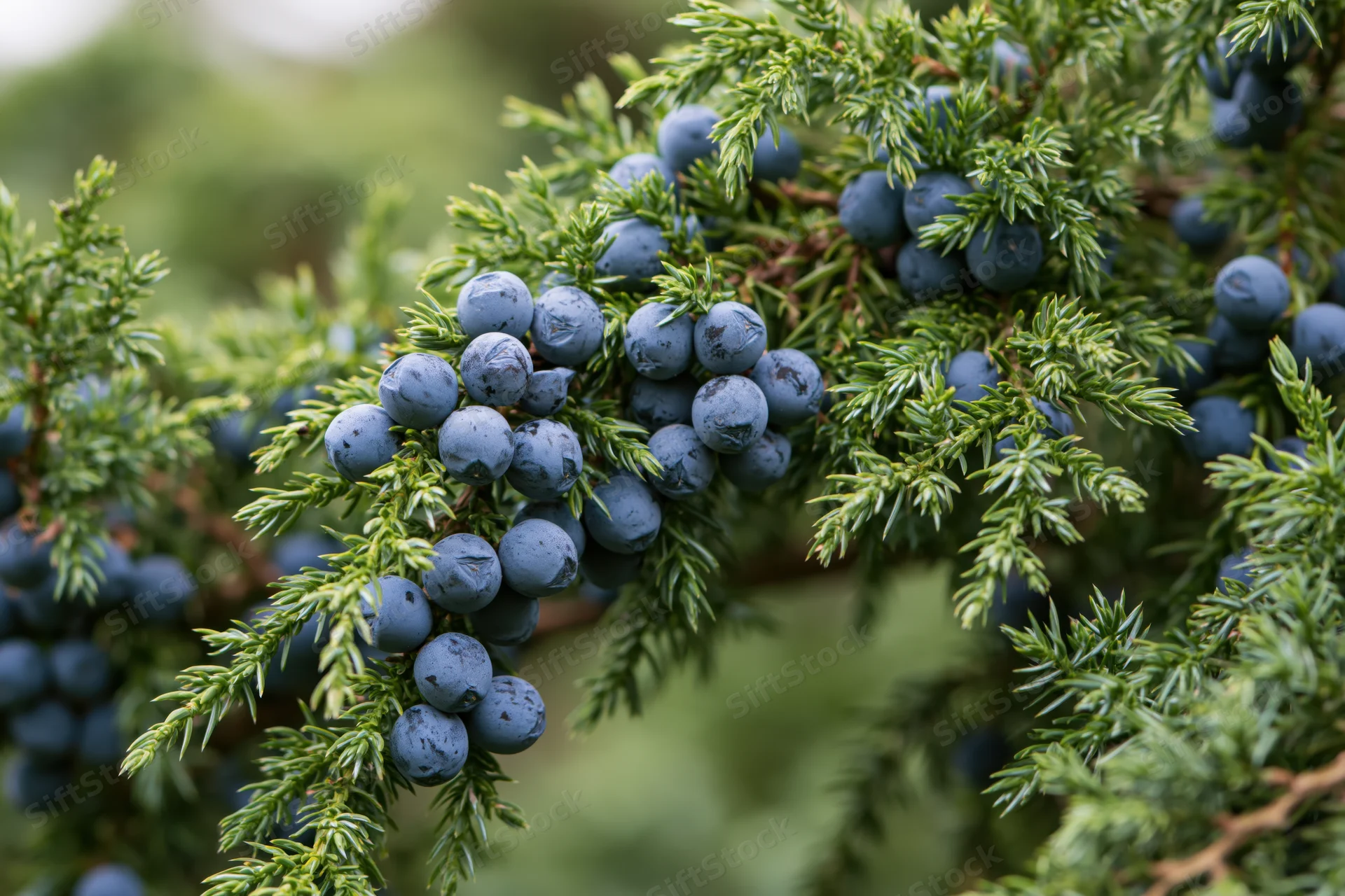 Close-up of ripe dusty-blue juniper berries on a green branch in nature