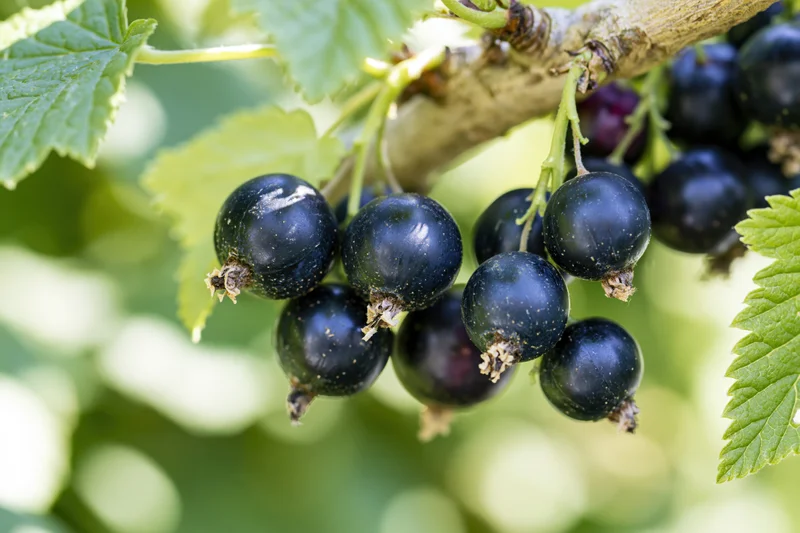 Ripe blackcurrants clustered on a woody branch among green leaves in a garden