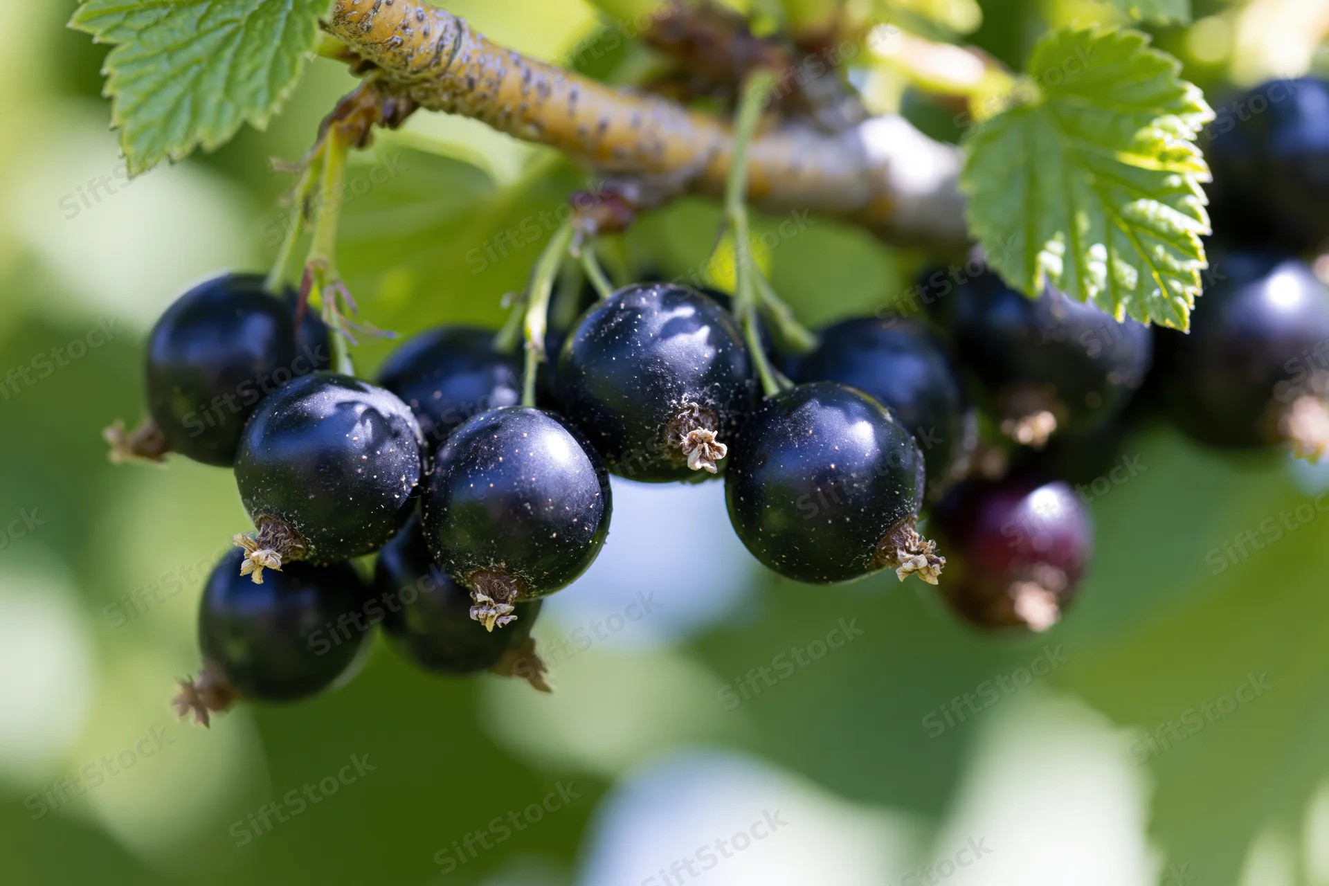 Cluster of ripe blackcurrants hanging from a woody branch with green leaves in a garden