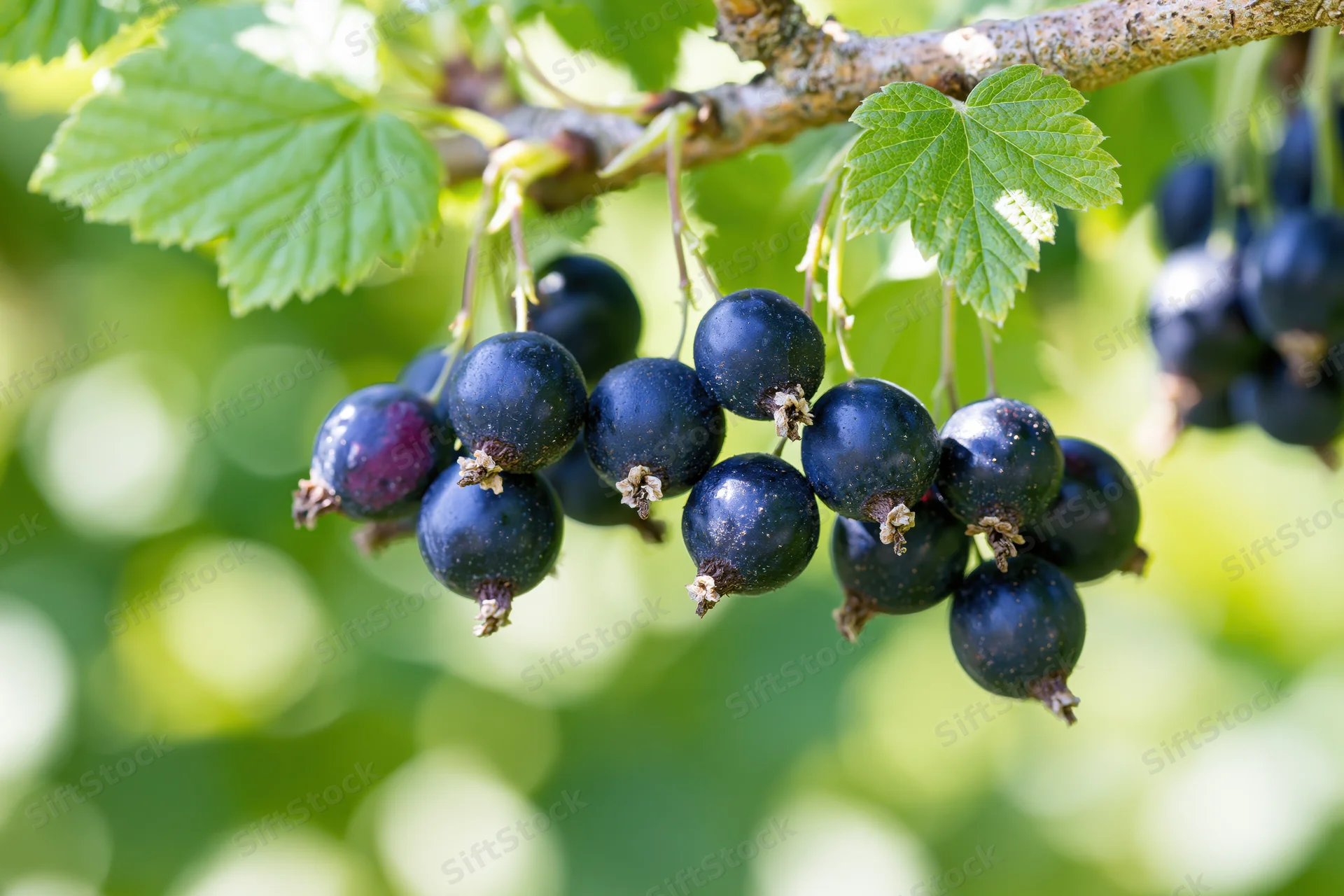 Cluster of ripe black currants hanging from a woody branch with green leaves in a garden setting
