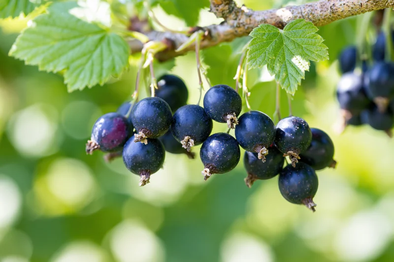 Cluster of ripe black currants hanging from a woody branch with green leaves in a garden setting