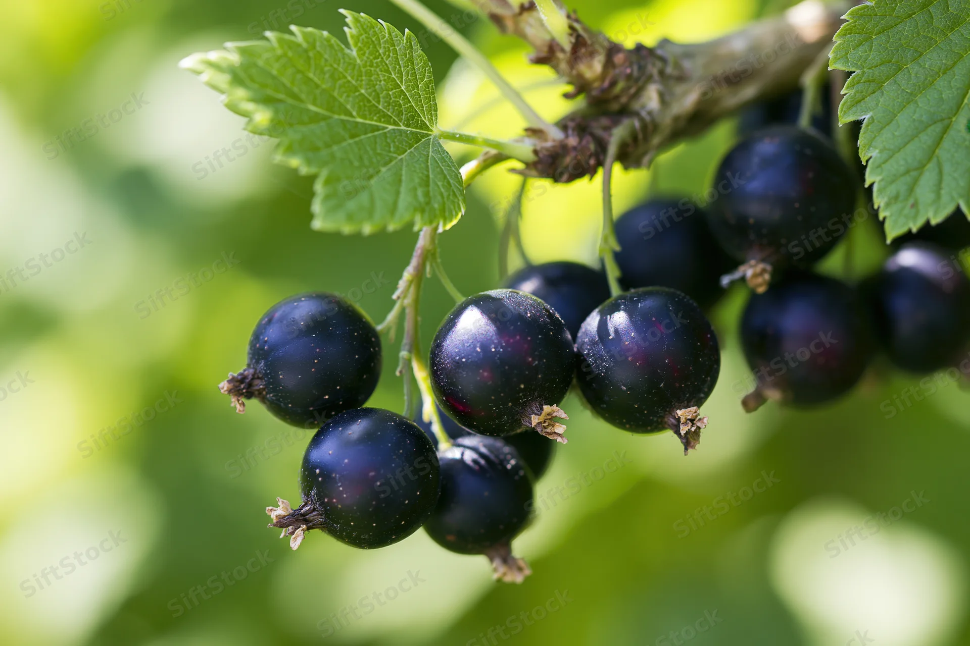 Cluster of ripe black currants hanging from a woody branch with green leaves in a garden setting
